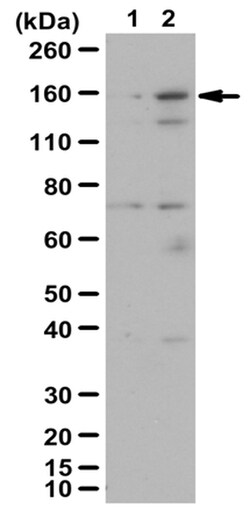 MilliporeSigma Rabbit anti-phospho-AS160 (Thr642), Polyclonal, 200&mu;L:Antibodies,